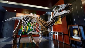 Apa Rumah Anda Pernah Jadi Tempat Tinggal Dinosaurus? Cek di Sini