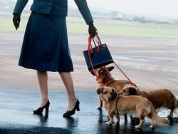 Ratu Elizabeth II Wafat, Ini Nasib 2 Anjing Corgi Kesayangan yang Masih Hidup