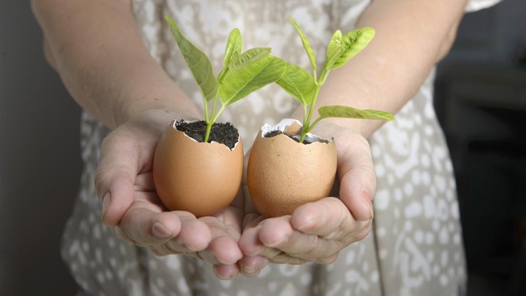 Pot cangkang telur kerajinan dari limbah organik Pot cangkang telur kerajinan dari limbah organik