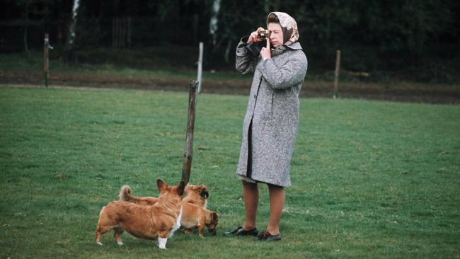 Meninggalnya Ratu Elizabeth II membuat harga anjing corgi di Inggris meningkat pesat.