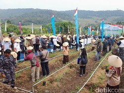 Dukung Ketahanan Pangan, TNI AL Tanam Sorgum di Lahan 796 Ribu Hektare