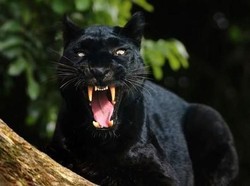 Pertarungan Macan Kumbang Vs 3 Orang Sumedang, Si Maung Hitam Tewas!
