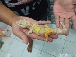 Pria di Cirebon Raup Cuan Jutaan Rupiah dari Ternak Tokek Hias