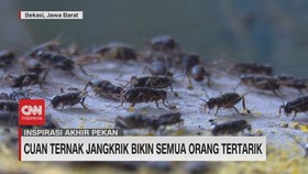 VIDEO: Cuan Ternak Jangkrik Bikin Semua Orang Tertarik