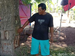 Tradisi Unik Warga Indramayu, Suka Ambil Kulit Pohon Asem