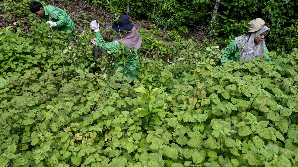 FOTO: Memanen Nilam, Menyuling Atsiri