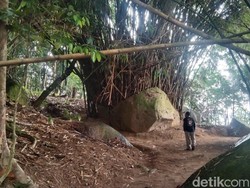 Aneh tapi Nyata, Rumpun Bambu Muncul dari Batu Raksasa di Majalengka