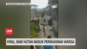 VIDEO: Babi Hutan Masuk Pemukiman warga