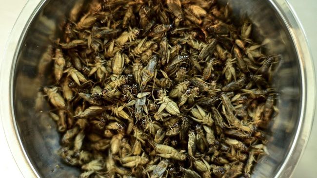 Badan Pangan Singapura (SFA) telah menyetujui 16 spesies serangga seperti jangkrik hingga ulat sutra sebagai makanan di negaranya.