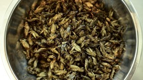 Jangkrik hingga Ulat Sutra Resmi Jadi Makanan di Singapura