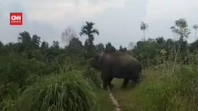 VIDEO: Codet Berulah Lagi, Acak-acak Kebun Kelapa Sawit Warga