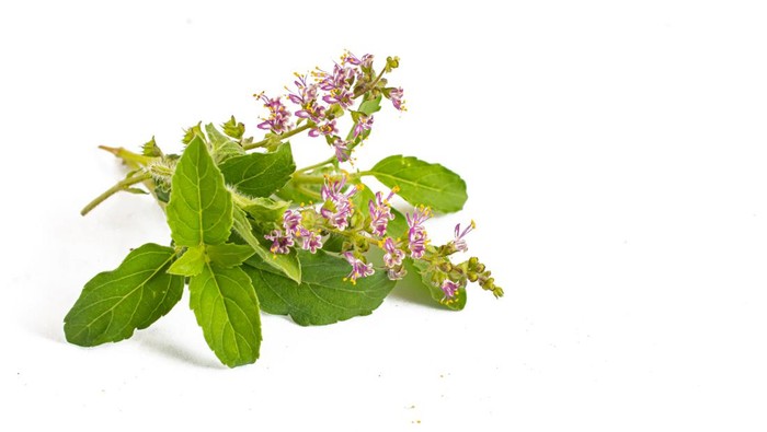 Indian Wild basil leaves with flowers of basil on a white background.