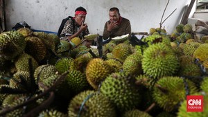 Sensasi Mabuk Durian Hanya dengan Rp50 Ribu di Kota Ambon
