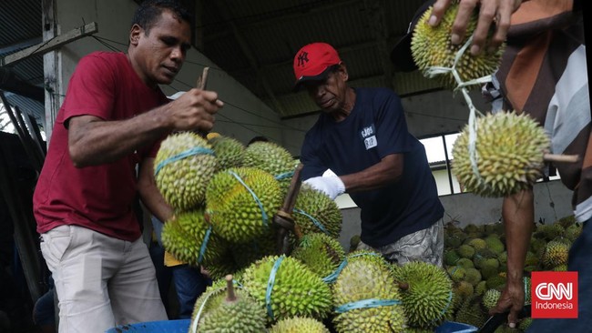 Menteri Koordinator Bidang Kemaritiman dan Investasi Luhut Binsar Pandjaitan bakal mendorong ekspor durian ke China.