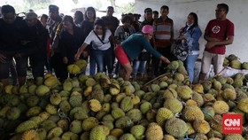 FOTO: Beradu Rasa Pemuja Durian di Negeri Hutumuri