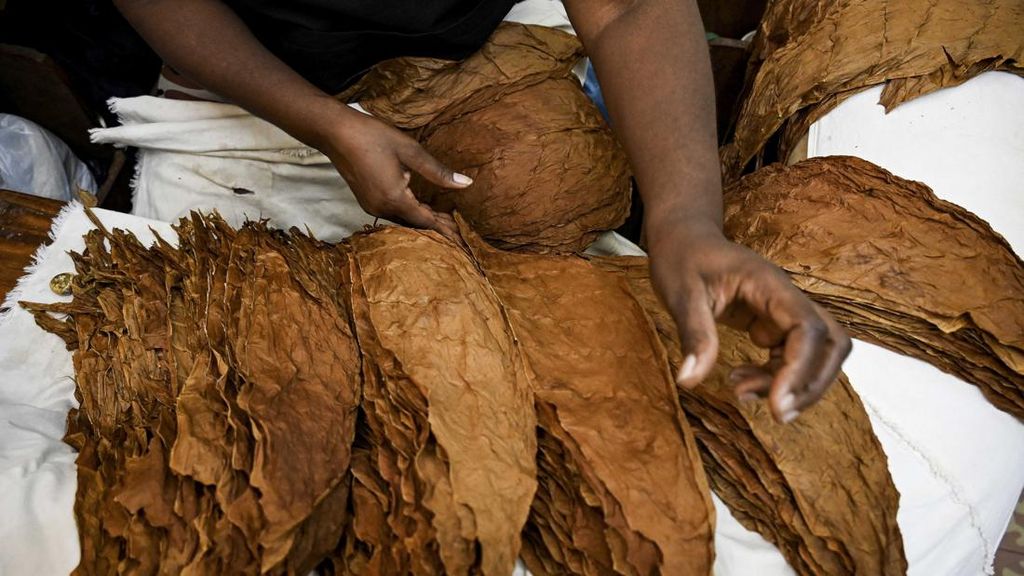 Die Fabrik ist der Geburtsort der Cohiba-Zigarren, der renommiertesten Marke Kubas. Der Name erinnert an die Art und Weise, wie das indigene Volk der Taino die Tabakblätter bezeichnet, die sie rauchen.| Bildquelle: © AFP/YAMIL LAGE | Bilder sind in der Regel urheberrechtlich geschützt