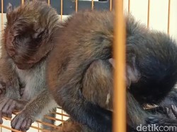 Kondisi Monyet Usai Disiksa Pemuda Tasikmalaya demi Konten