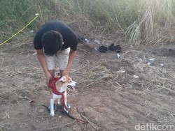 Kisah Mochi, Anjing PNS Semarang Ikut Cari Potongan Tubuh Majikan