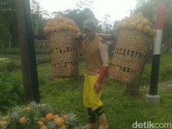 Pemkab Sebut Petani Nanas Madu Pemalang Bongkar Lahan Termakan Janji Bakul