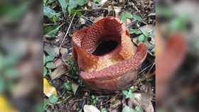 Bunga Rafflesia Arnoldii Perdana Mekar di Luar Habitatnya, Kok Bisa?