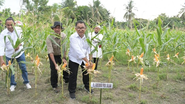 Ke depan Akmal Malik berharap kolaborasi antar sekolah terus terbangun, dan digelar secara bergiliran di enam kabupaten.