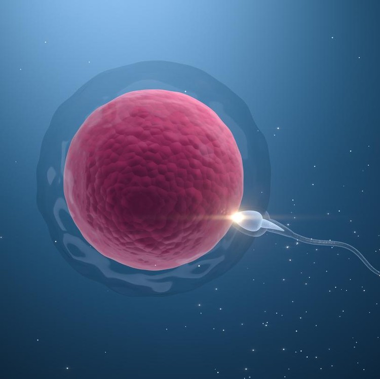Ilustrasi sel telur dan sperma