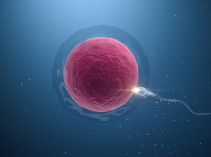 Mengenal Zinc Spark, Percikan Cahaya saat Sperma Berhasil Membuahi Sel Telur