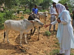 India Mau Bikin 14 Februari Hari Peluk Sapi, Klaim Bermanfaat bagi Mental