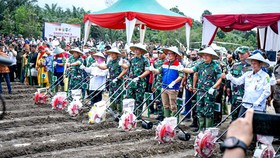Dukung Ketahanan Pangan, PHR-TNI AD Kembangkan Tanaman Pangan di Riau