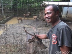 Totalitas Tiar dan Ocad Jadi Pelestari Rusa di Subang