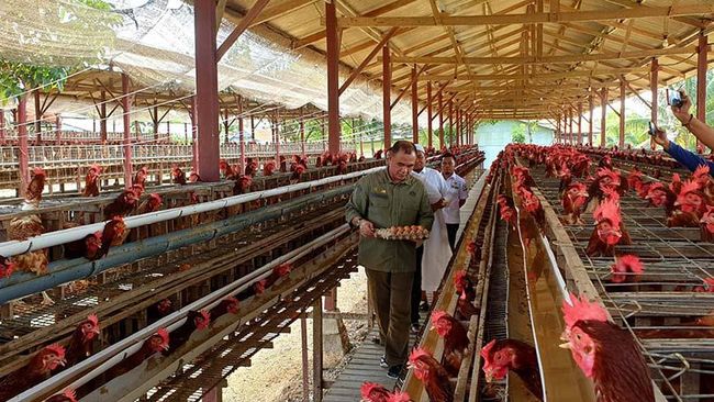 Ketersediaan Telur Ayam Ras di Indonesia Wilayah Timur Aman dan Mencukupi