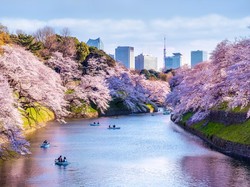 Tahun Ini, Bunga Sakura Mekar di Jepang Agak Terlambat
