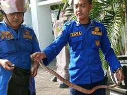 Hiii! Ada Ular 1,5 Meter di Kantor DLH Bantul Saat Pegawai Rapikan Berkas