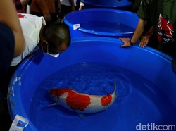 4 Faktor yang Bikin Harga Ikan Koi Selangit