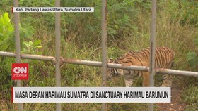 VIDEO: Masa Depan Harimau Sumatra Di Sanctuary Harimau Barumun