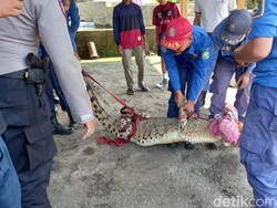 Cerita Warga Subang soal Buaya Muara Nyasar ke Kolam Ikan