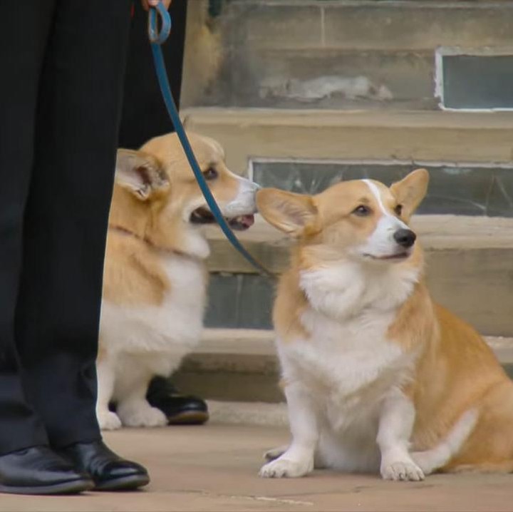 <p>Selain rakyatnya, dua anjing kerajaan milik sang ratu juga cukup menarik perhatin publik saat hadir pada prosesi pemakaman Ratu Elizabeth II. (Foto: YouTube The Royal Family)</p>