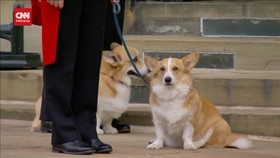 VIDEO: 2 Anjing Corgi Peliharaan Ratu Elizabeth II Hadiri Pemakaman