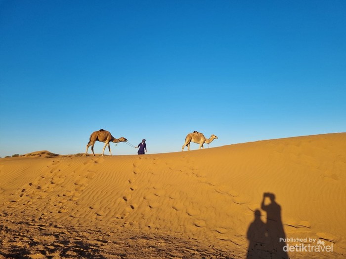 Pemandu bersiap memberi makan unta sebelum perjalanan pulang meninggalkan kemah