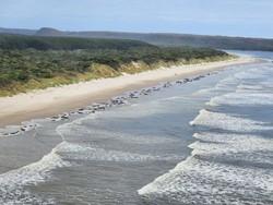 Penampakan Ratusan Paus Terdampar di Pantai Barat Tasmania
