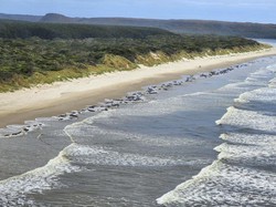 230 Paus Pilot Terdampar Massal di Australia, Penyebabnya Misterius!