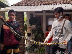 Ngeri! Ada Ular Cincin 2 Meter di Tengah-tengah Permukiman Warga