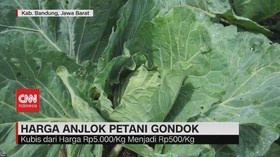 VIDEO: Harga Anjlok Petani Gondok