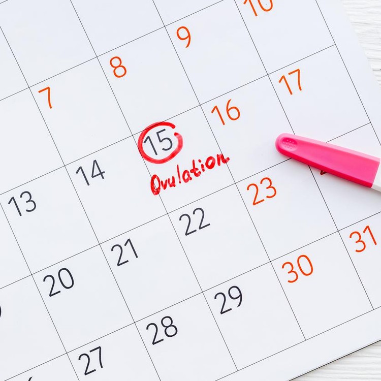 Ilustrasi ovulasi test pack kalender kehamilan Ilustrasi ovulasi test pack kalender kehamilan