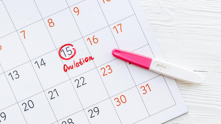 Ilustrasi ovulasi test pack kalender kehamilan