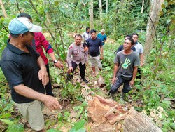 Tebang Pohon Jati, Pekerja di Jembrana Tewas Tertimpa Pohon Kelapa