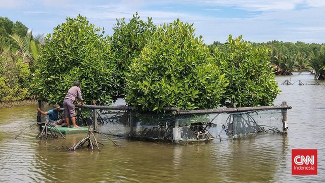 Delta Mahakam yang sebelumnya didominasi ekosistem mangrove alami, kini lebih dari setengah telah mengalami deforestasi serius.