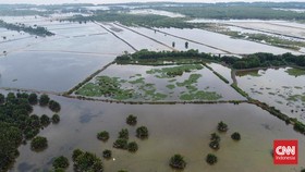 Menengok Deforestasi Mangrove di Delta Mahakam, Pintu Masuk IKN