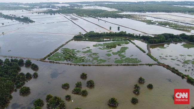 Delta Mahakam yang sebelumnya didominasi ekosistem mangrove alami, kini lebih dari setengah telah mengalami deforestasi serius.