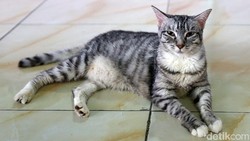 Puluhan Kucing Mati Mendadak di Sunter, Ini Gejala Awalnya